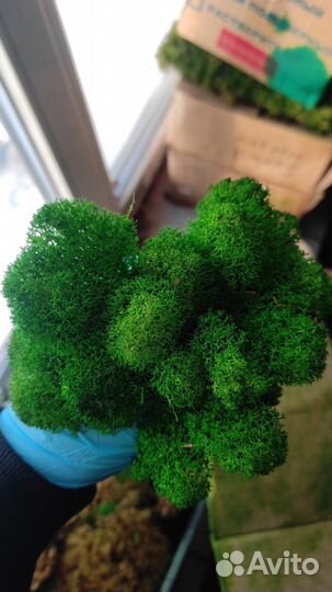 Декоративный (стабилизированный) мох и панели