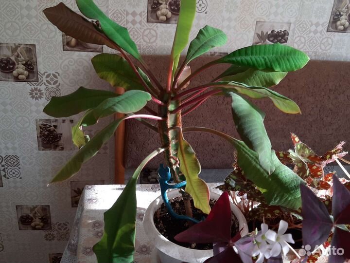 Комнатные цветы разные