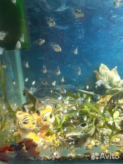 Рыбки тигровые попугаи