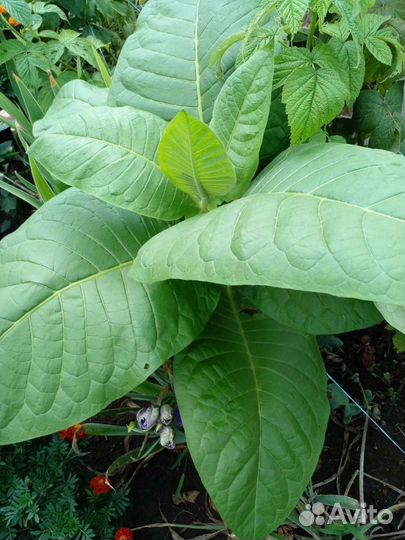 Рассада табака