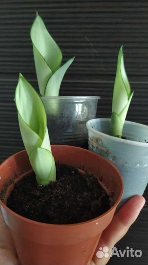 Сансевиерия сортовая