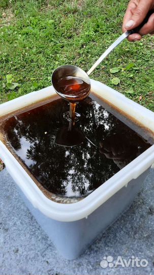 Алтайский гречишный мед (сбор 2023)