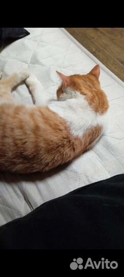 Кошка рыжая по кличке Перси (девочка)