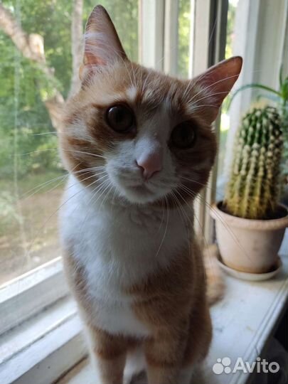 Молодой котик