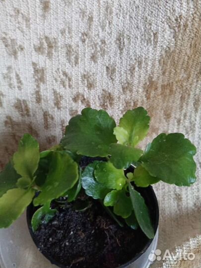 Комнатные цветы