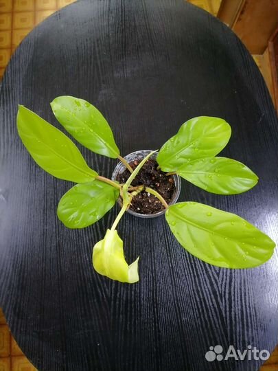 Диффенбахии, алоказия, филодендроны