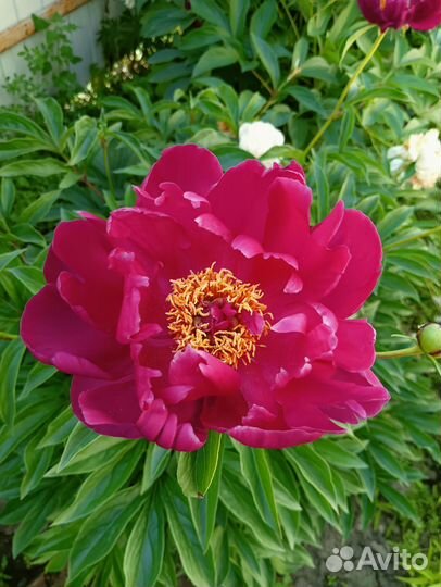 Пион куст цветущий