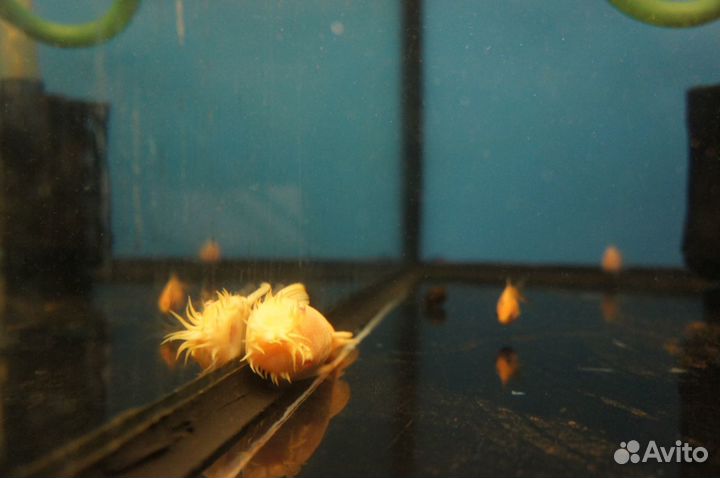 Рыбки московские.Суматранский барбус Меченос,гуппи