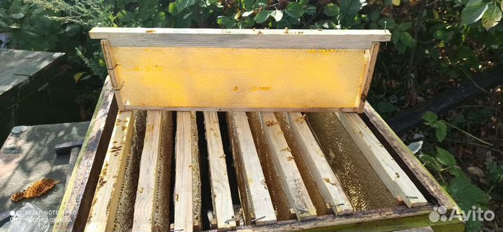 Тамбовский мёд 2023 и продукты пчеловодства