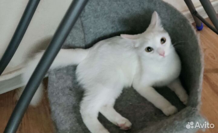 Кошка в дар