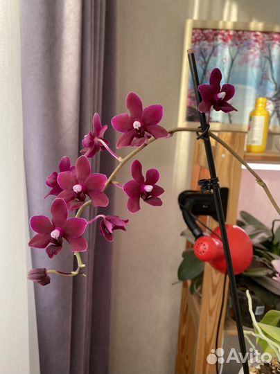 Орхидея фаленопсис Black pearl