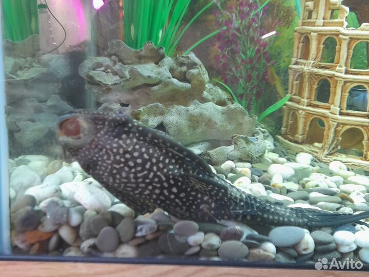 Парчевый сомик