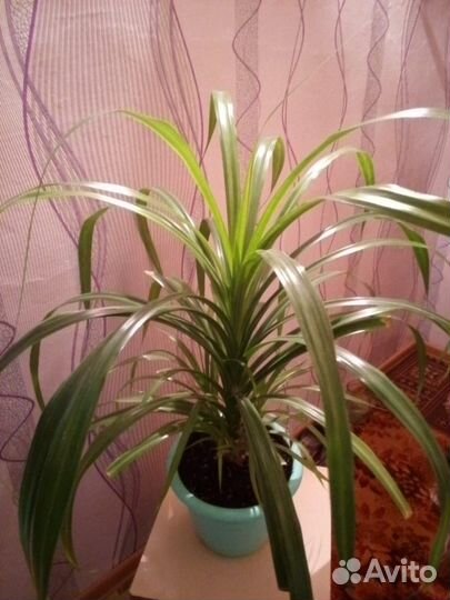 Комнатные цветы