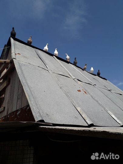 Голуби бакинцы классика, шейки, пёрые