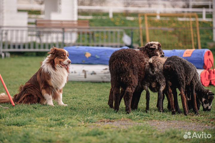 Вязка кобель австралийской овчарки
