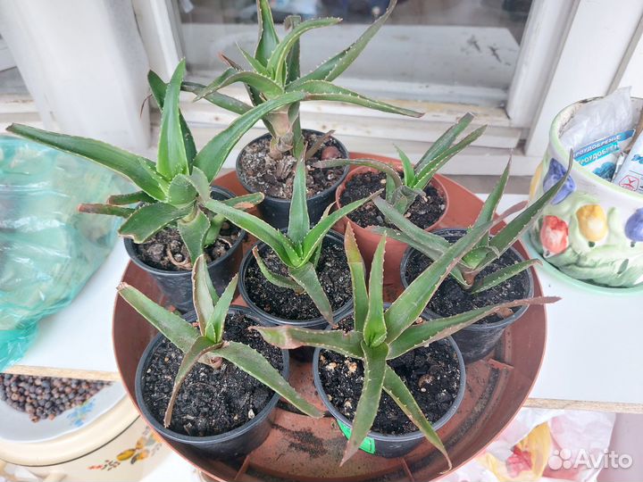 Алое вера лечебное