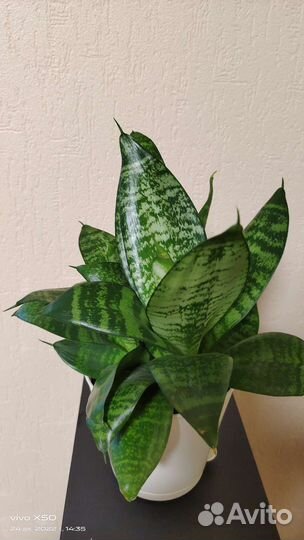 Растение Сансевиерия