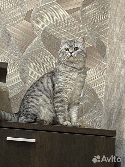 Шотландский кот
