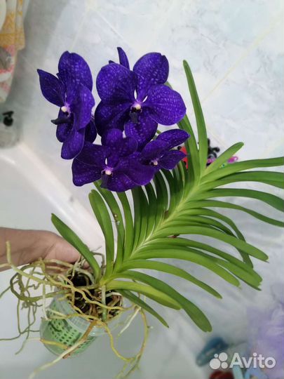 Орхидея Ванда