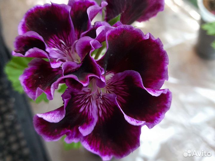 Королевская пеларгония