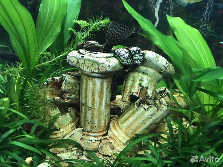 Улитки Хелена и сомики анциструсы