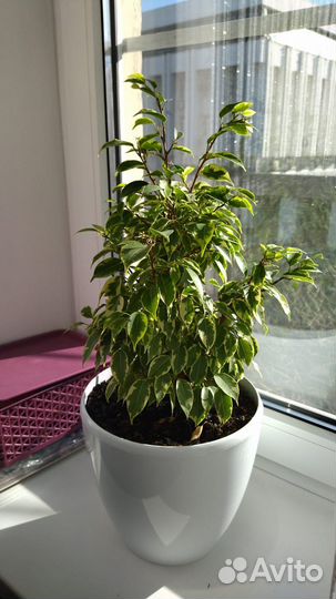 Фикус бенджамина