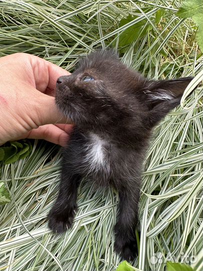 Котенок 1,5 месяца