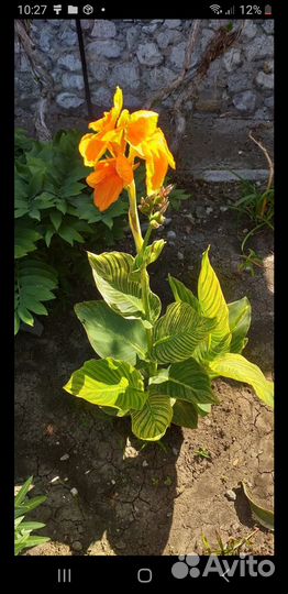 Канна,клубни,многолетник