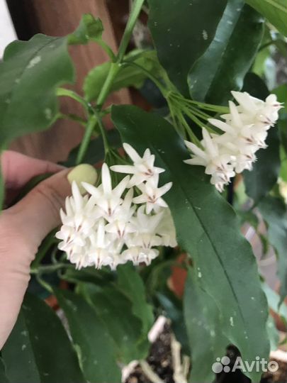 Хойи на срез