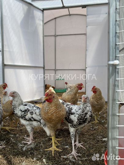 Курятник на 25 курочек