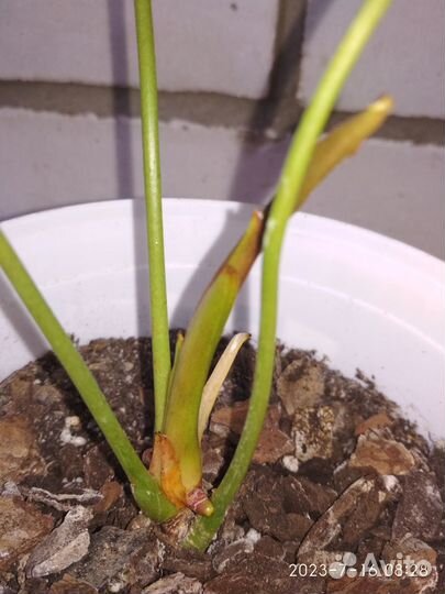 Антуриум -Колорадо - Обмен