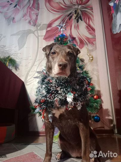 Передержка собачек