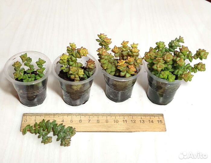 Суккуленты разные