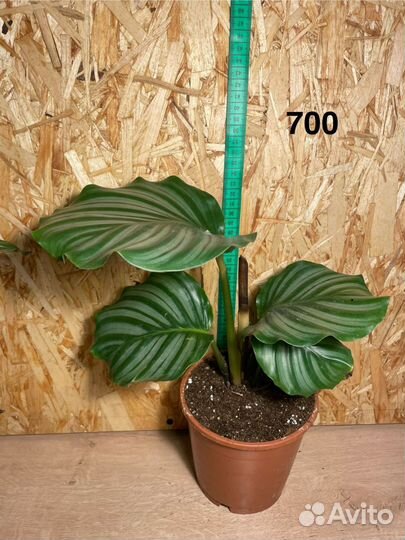 Калатея орбифолия