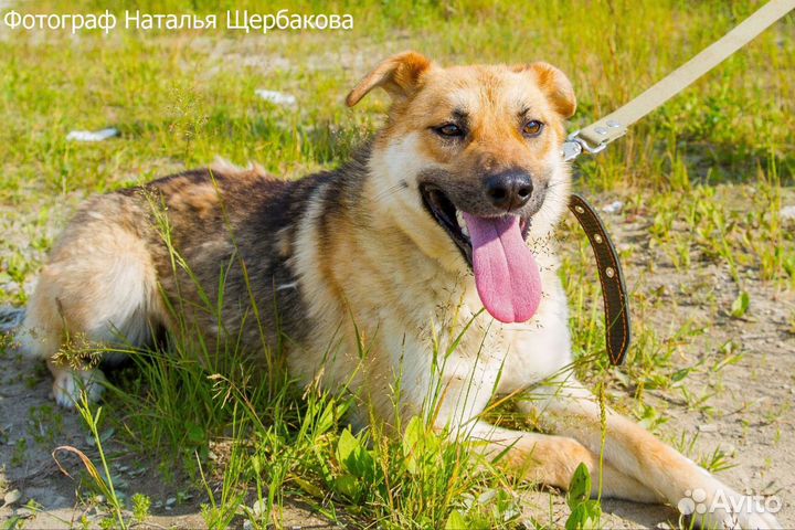 Собака Ася в добрые руки