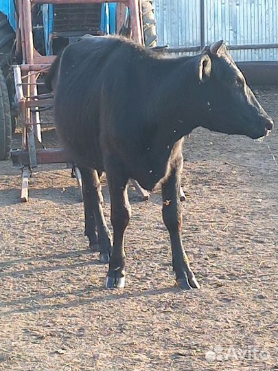 Быки и телки