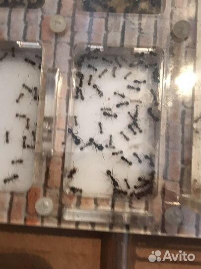 Муравьиная ферма с муравьями