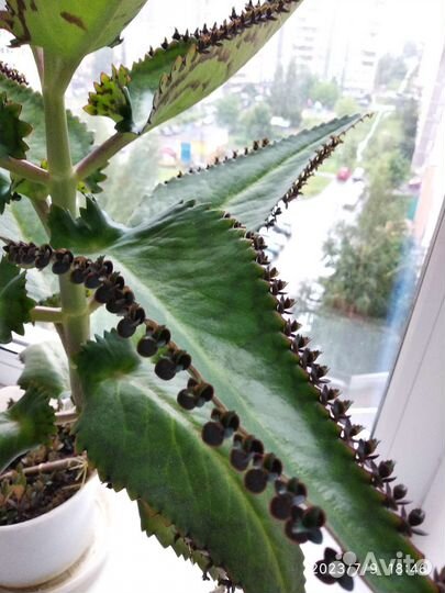 Каланхоэ домашний