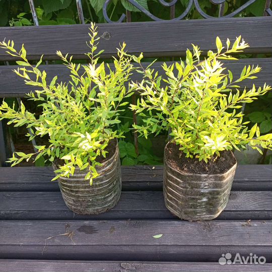 Спирея грефшейм