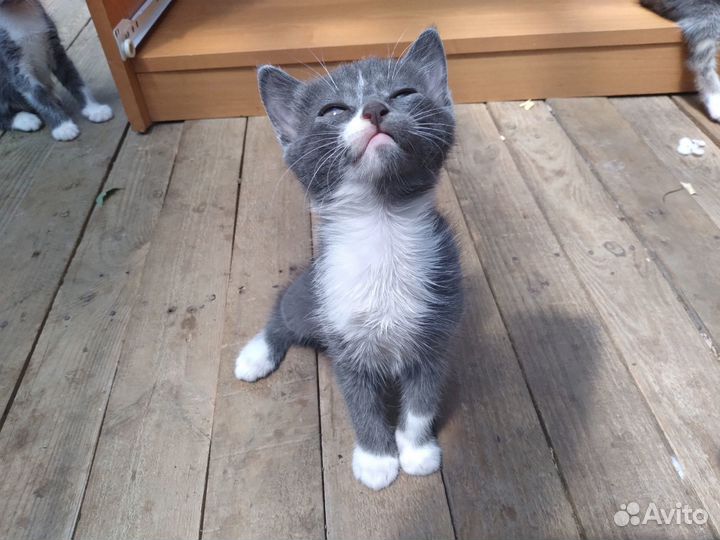 Абиссинский котёнок