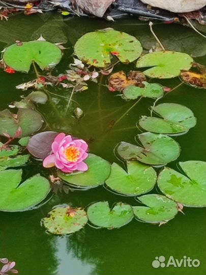 Растения для сада нимфея