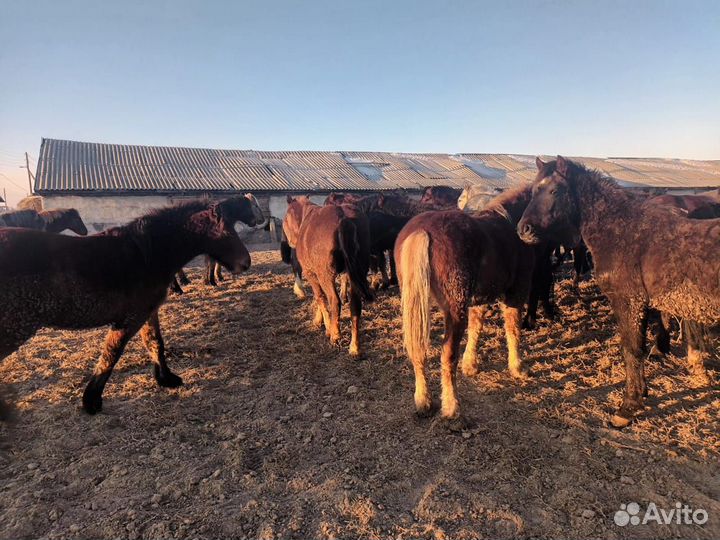 Лошади на откорме