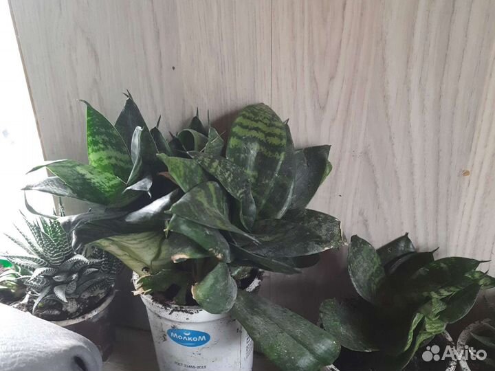 Сансевиерия ханни