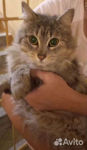 Кошка в дар бесплатно в хорошие руки