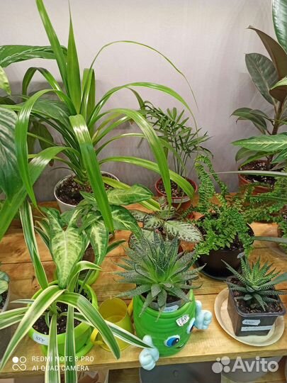 Комнатные растения, Кротон