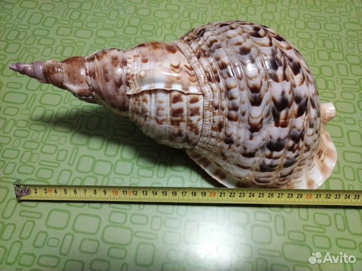 Раковина Харония Тритонис - 35 см