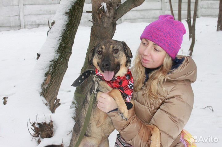 Лукас-самый лучший песик ищет дом