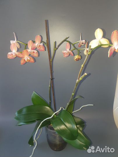 Орхидея фаленопсис Равелло бабулетка
