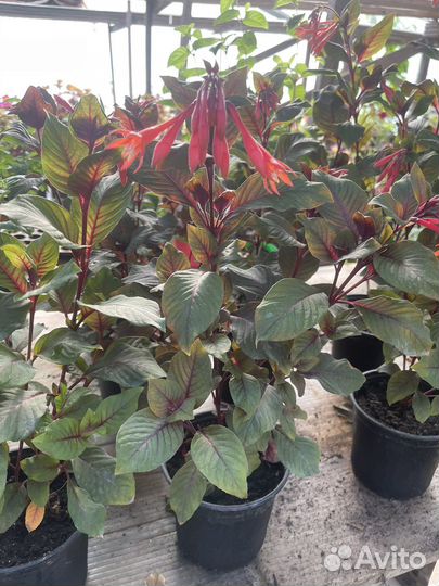 Комнатные цветы фуксия