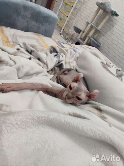 Передержка кошек